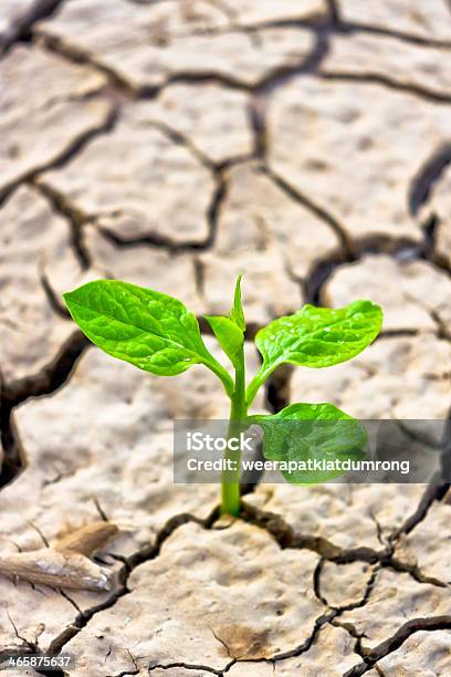 Foto de Árvore Crescendo Na Terra Rachada e mais fotos de stock de Batalha - Conceito - Batalha - Conceito, Poluição, Vertical