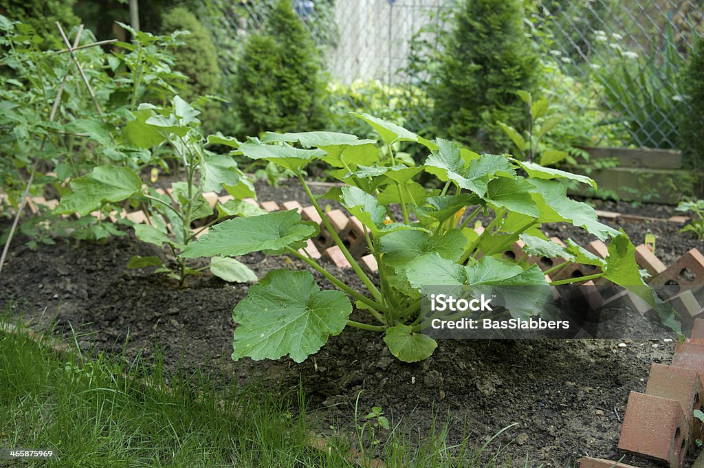 Backyard Veggie Garden Detail of a small vegetable garden in a back yard. Found growing in the beds are popular veggies like zucchini, peppers and tomatoes. Rows of diagonally places bricks mark the beds...( Nikon D3  Brick Stock Photo