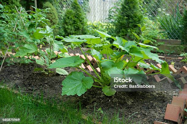 Backyard Veggie Garden Stock Photo - Download Image Now - Brick, Cultivated, DIY