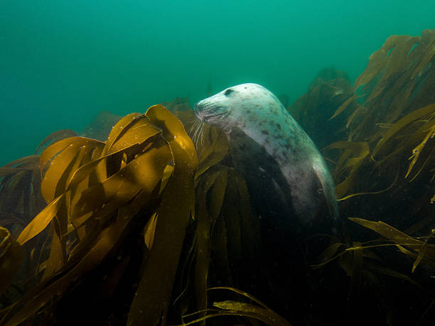 imagem subaquática de cinza colônia no mar do norte - grypus - fotografias e filmes do acervo