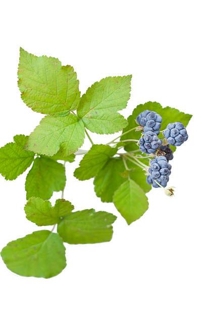 istock Sprig of wild blackberries 465877162