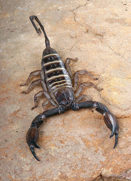 istock Yellow Banded Flat Rock Scorpion. 465877392