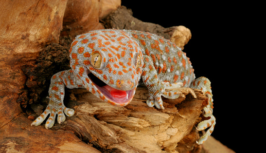 Closeup of a Tokay Gecko (Gecko gecko).