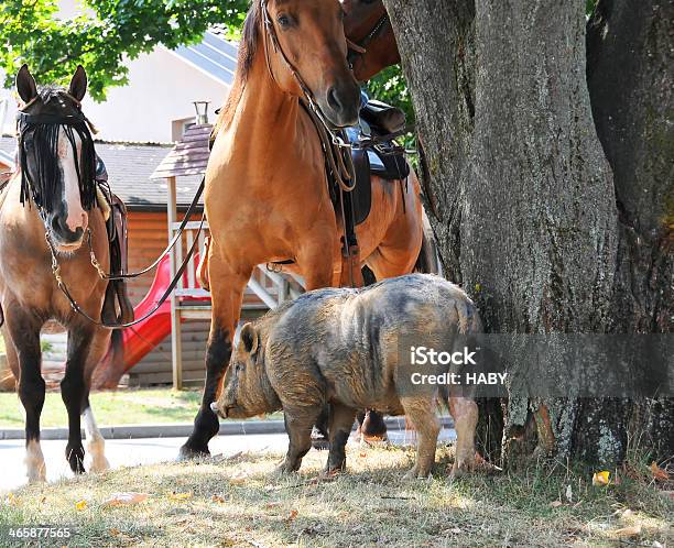 Porco - Fotografias de stock e mais imagens de Agricultura - Agricultura, Animal, Animal Doméstico