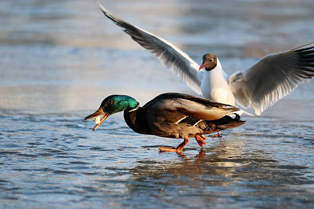 istock duck on the ice in winter 465877578