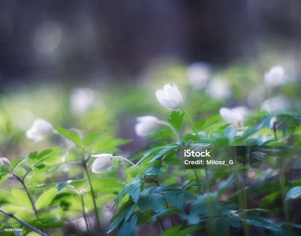 White anemones flowers Beautiful white anemones blossoming in springtime 2015 Stock Photo