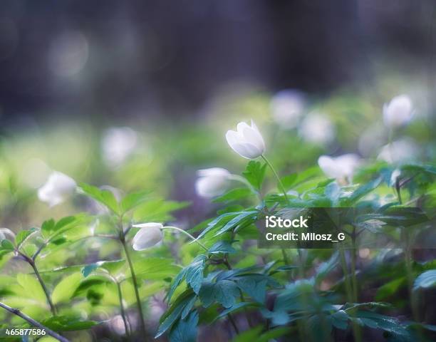 White Anemones Flowers Stock Photo - Download Image Now - 2015, Anemone Flower, Backgrounds