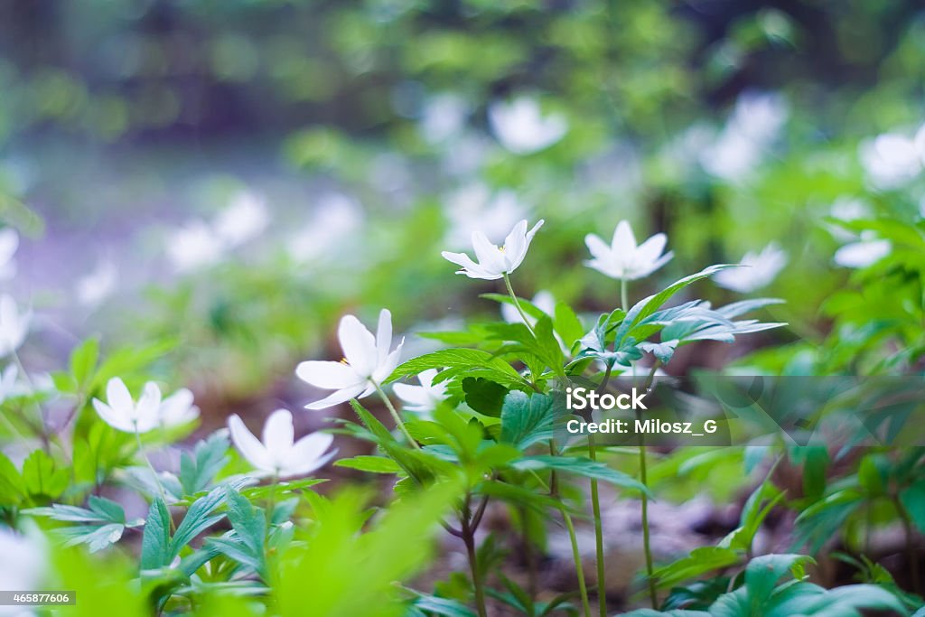 White anemones Beautiful white anemones blossoming in springtime 2015 Stock Photo