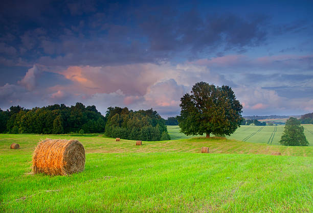 istock Bales of hay at sunset 465877808