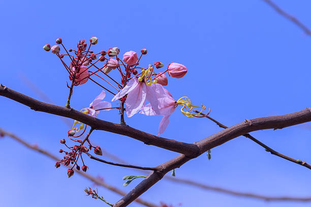 istock flowers in the park. 465878022