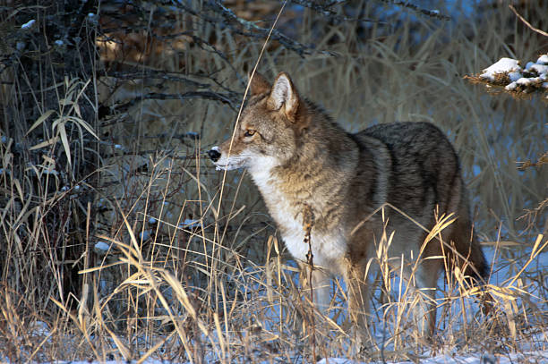 istock Coyote - Riding Mountain National Park 465878033