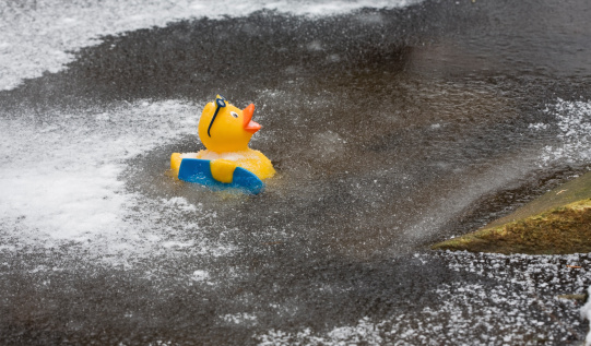 a rubber duck infected i layer of ice frozen solid,