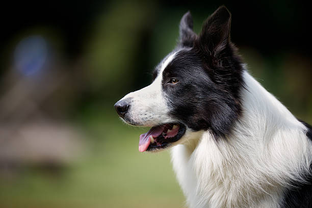 istock Profile of border collie 465878782