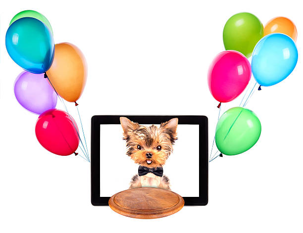 istock dog holding tray on a tablet with balloons 465879127