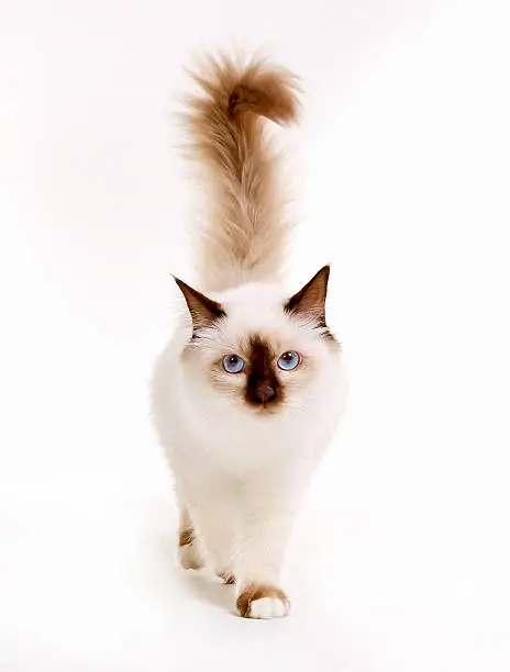 Purebred sacred birman cat isolated on white background in studio.