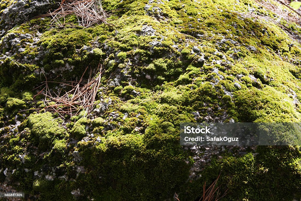 Moss 2015 Stock Photo