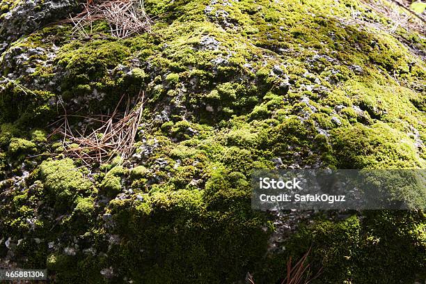 Moss Stock Photo - Download Image Now - 2015, Abstract, Aging Process