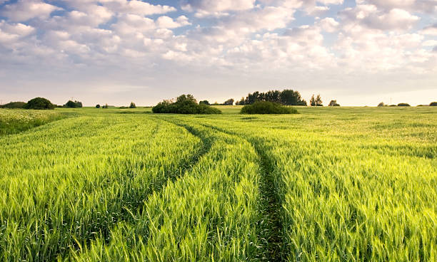 istock Young green cereal field at sunrise 465881530