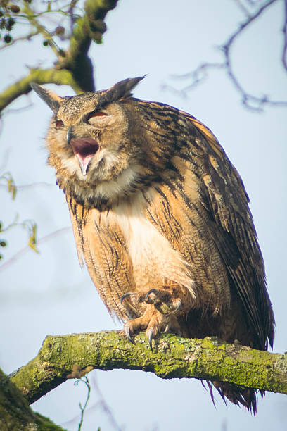istock Eurasian Eagle Owl sitting in a tree and yawning 465881914