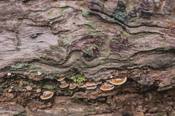 funghi su un registro - fungus moss log magic mushroom foto e immagini stock