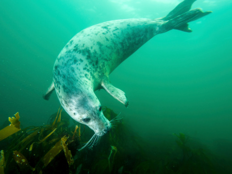 Underwater picture of grey seal in North Sea