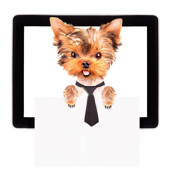istock business dog holding banner on a tablet screen 465882735