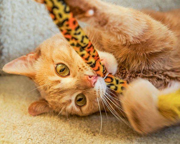 istock Playful Ginger Cat Biting Cat Toy 465883259