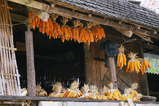 Dried corns is hanged on the roof of ethnic minority's house in Vietnam