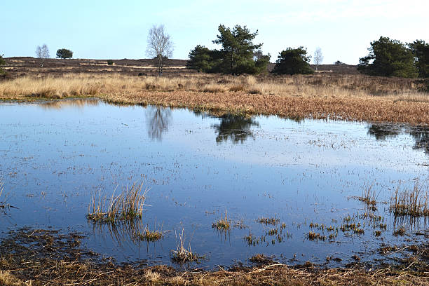 istock Creek in a heathland field. 465883671