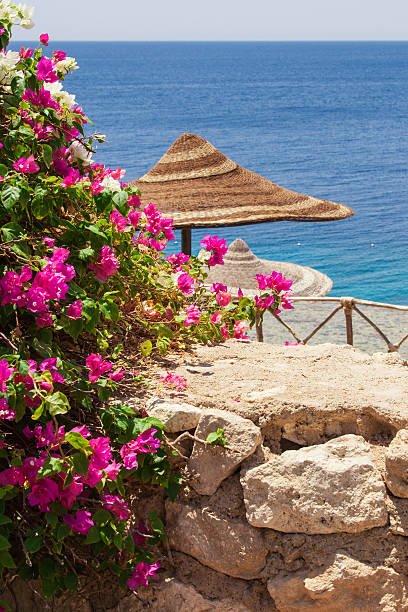 istock Sea, bougainvillea and beach umbrella 465884194
