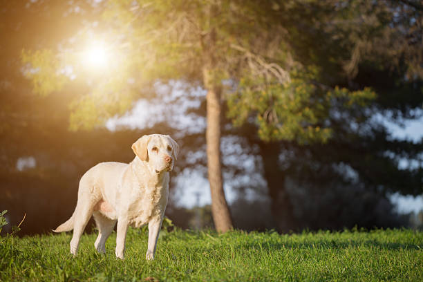 istock Twelf years old white labrador retriever senior dog 465884404