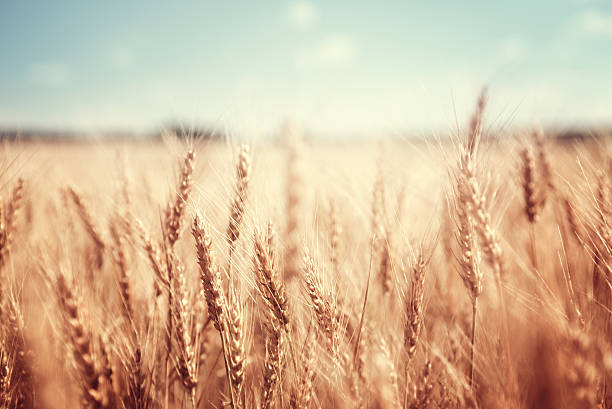 istock wheat field and sunny day 465885204