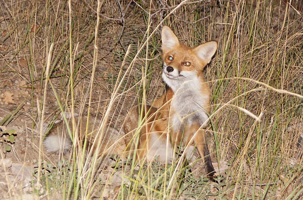 fox 있는 임산, 크림 - credulity 뉴스 사진 이미지