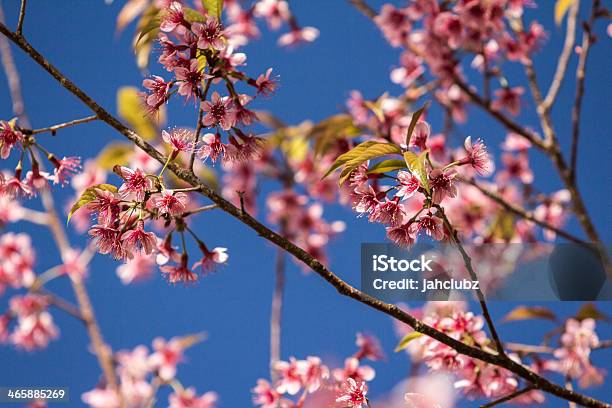 Wild Himalayan Cherry Stock Photo - Download Image Now - Animals In The Wild, Beauty In Nature, Blossom