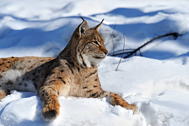 istock Portrait of a Lynx 465886371