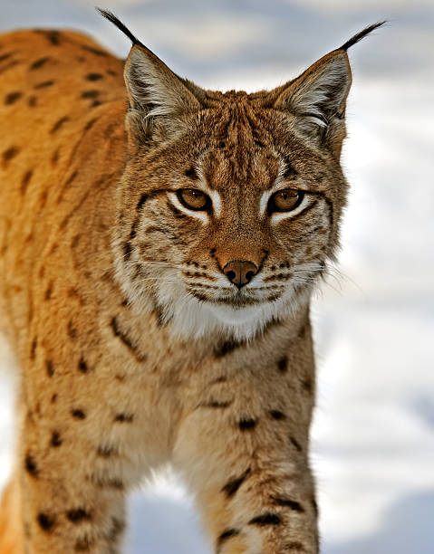 istock Portrait of a Lynx 465886431