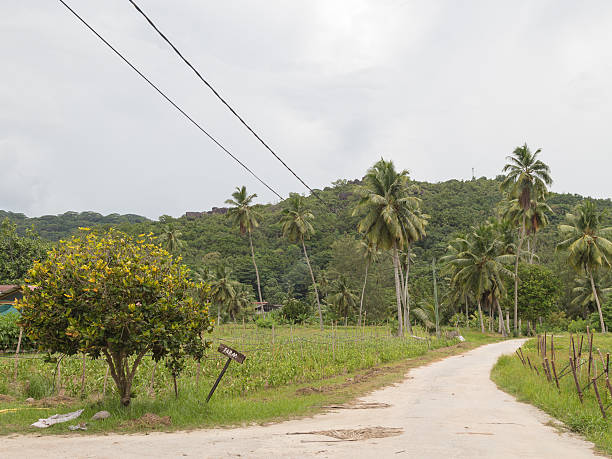 istock road to the farm 465887514