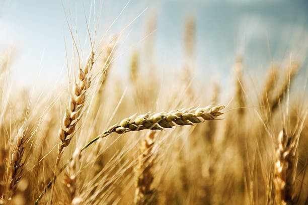 istock golden wheat field and sunny day 465887590