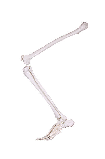 istock detail of skeleton leg 465889403