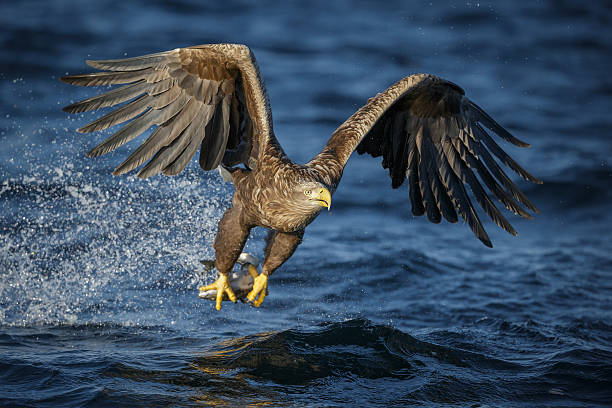 white-tailed eagle - sea eagle fotos stock-fotos und bilder