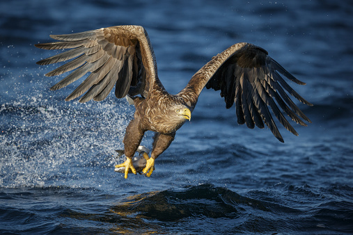 A white-tailed (sea) eagle swoops down to catch a fish in one fast movement