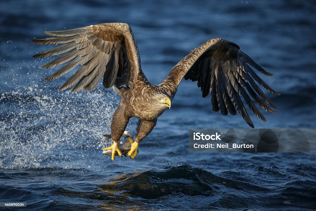 White-tailed eagle A white-tailed (sea) eagle swoops down to catch a fish in one fast movement White-Tailed Eagle Stock Photo