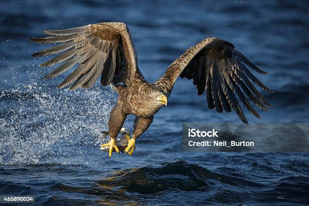 Whitetailed Eagle Stock Photo - Download Image Now - White-Tailed Eagle, Norway, Fish