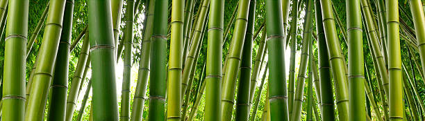 Bamboo Botanical stock photo