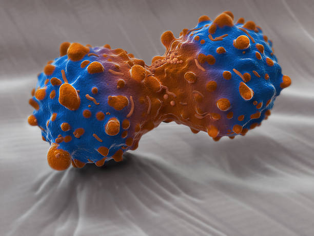 рак легких деление клетки - cancer cell cell cancer human cell стоковые фото и изображения