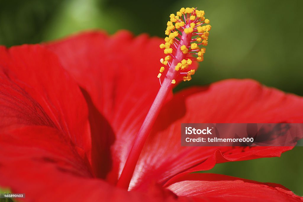 Perfect Red Hibiscus Flower Beauty In Nature Stock Photo