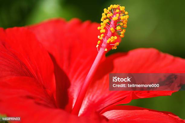 Perfect Red Hibiscus Flower Stock Photo - Download Image Now - Beauty In Nature, Blossom, Close-up