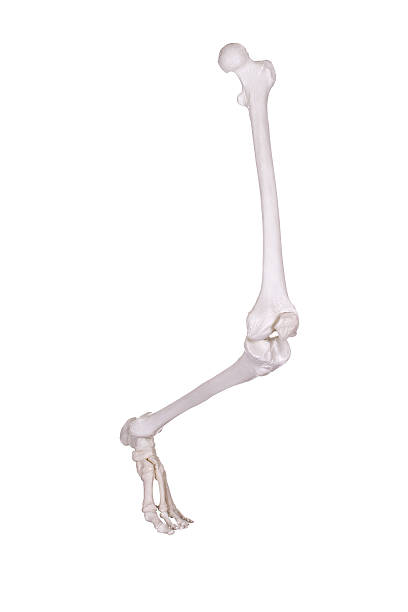 istock detail of skeleton leg 465891453