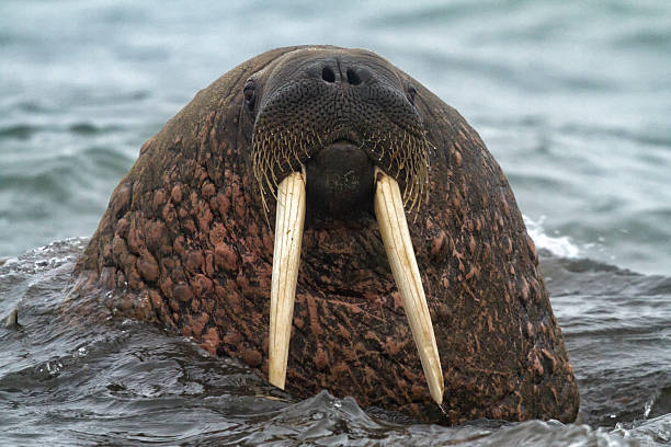 istock Walrus, Odobenus rosmarus, walrus 465891699