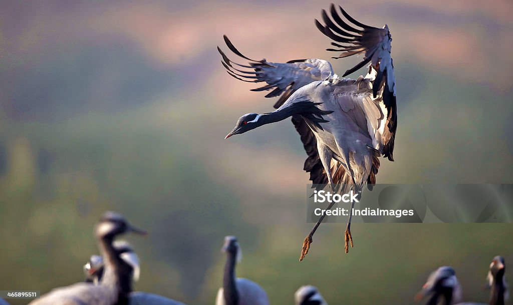 Damsel Crane Demoiselle crane landing  and join its flock Animal Migration Stock Photo